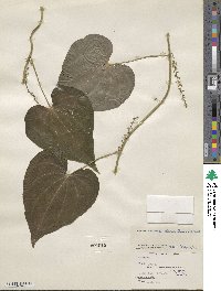 Dioscorea convolvulacea image