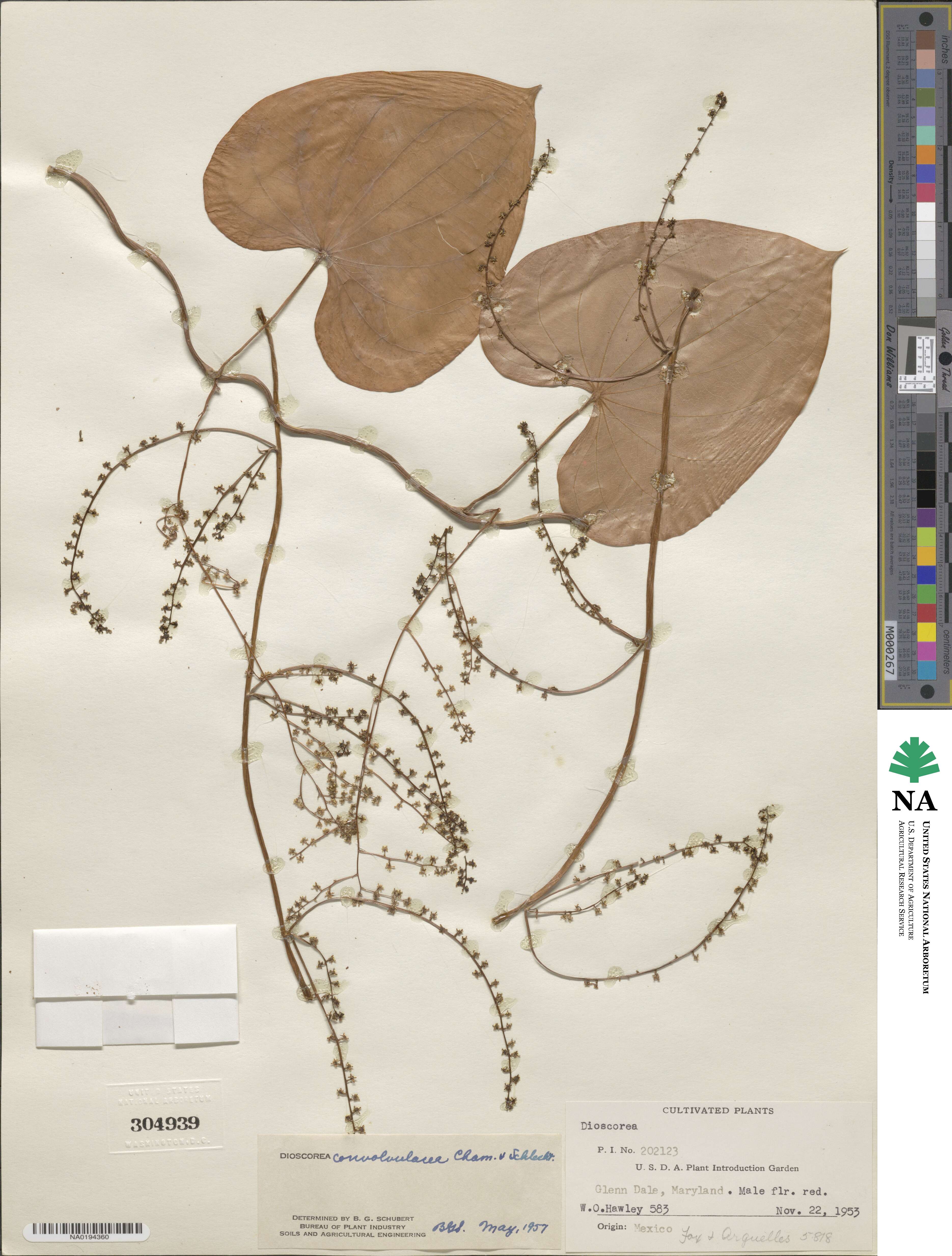 Dioscorea convolvulacea image