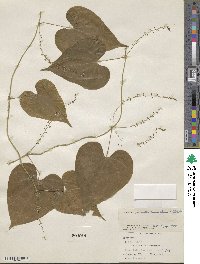 Dioscorea convolvulacea image