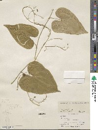 Dioscorea convolvulacea image