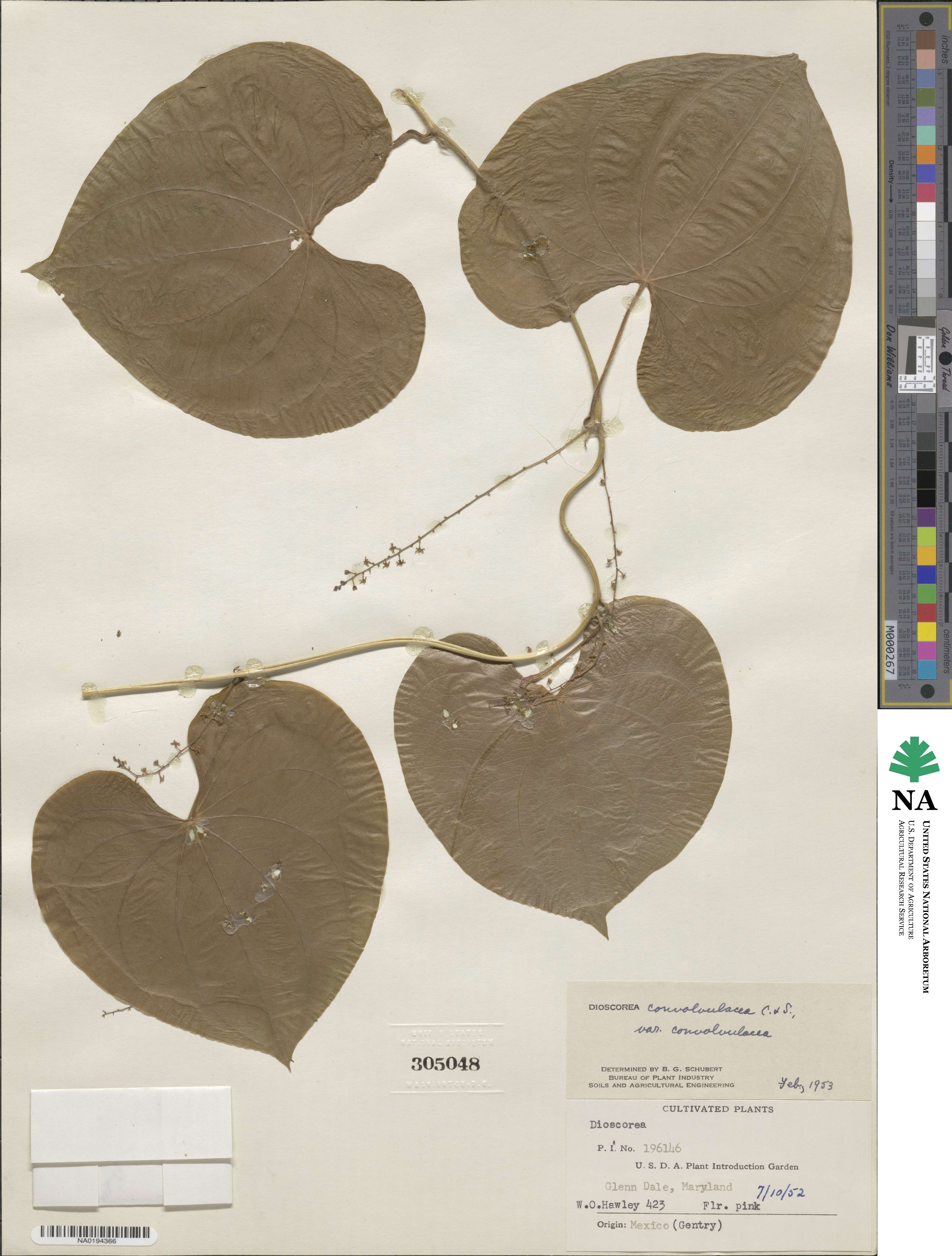 Dioscorea convolvulacea image