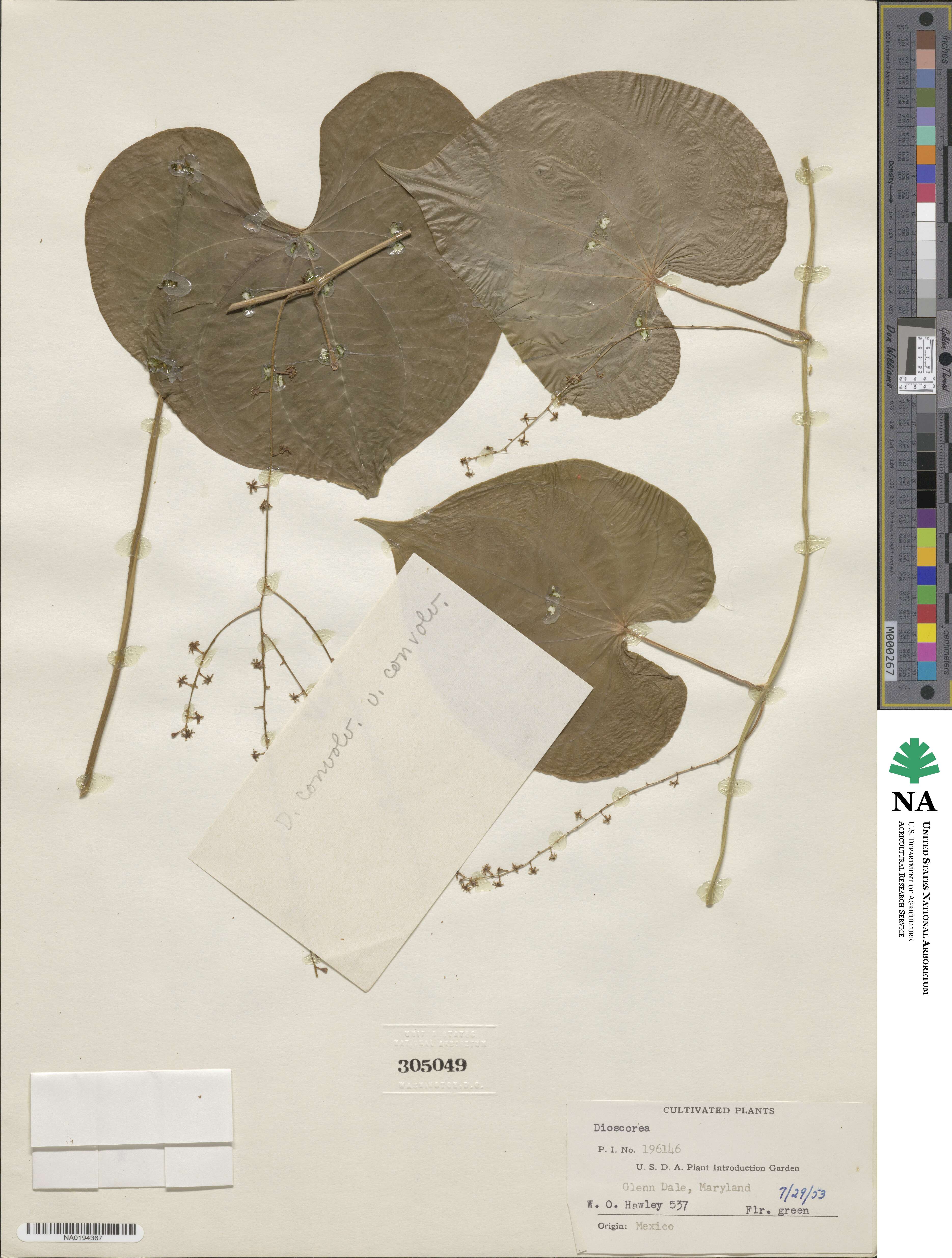 Dioscorea image