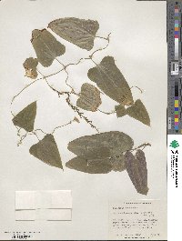 Dioscorea dodecaneura image