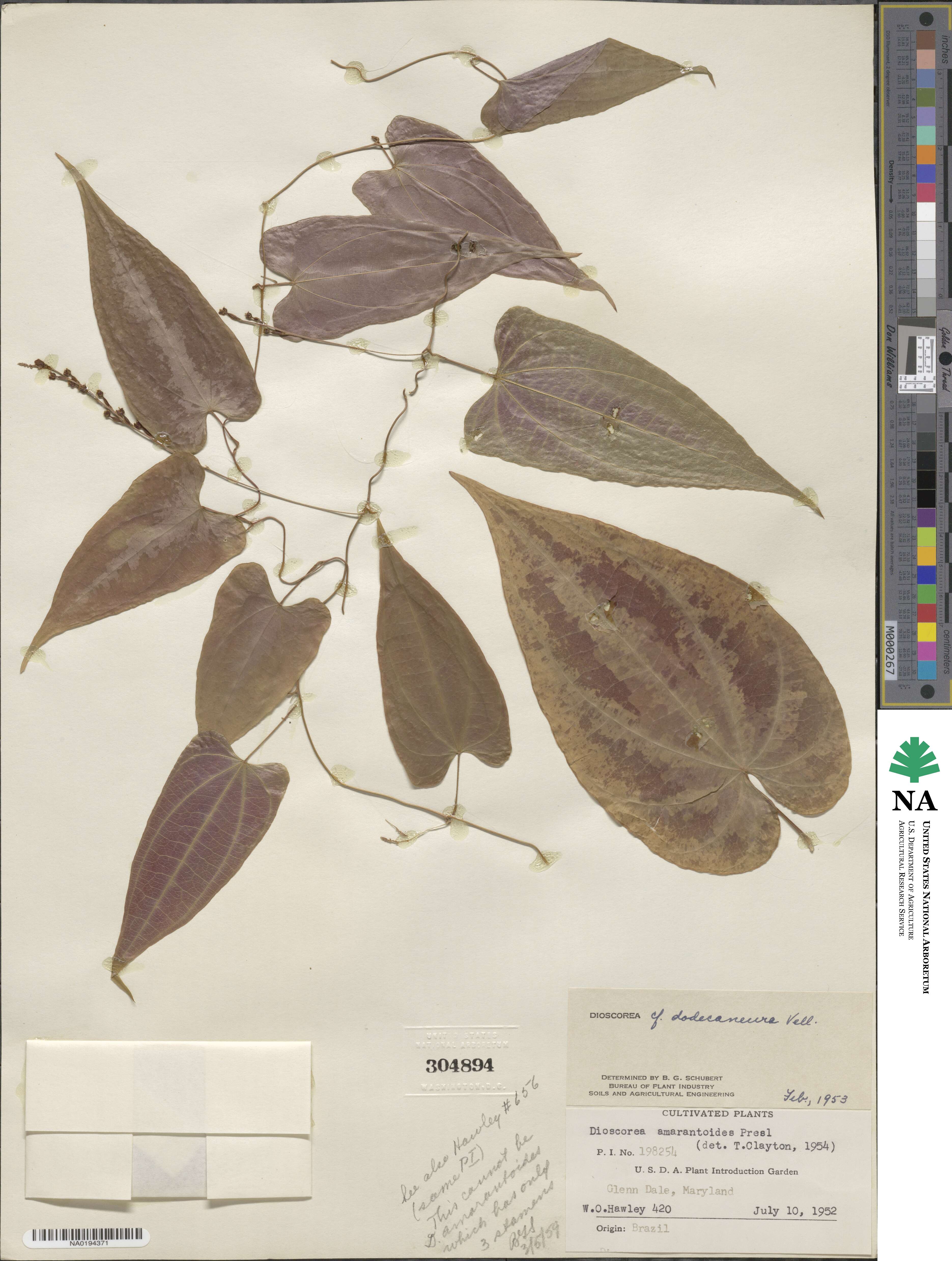 Dioscorea dodecaneura image