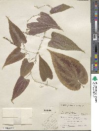 Dioscorea dodecaneura image