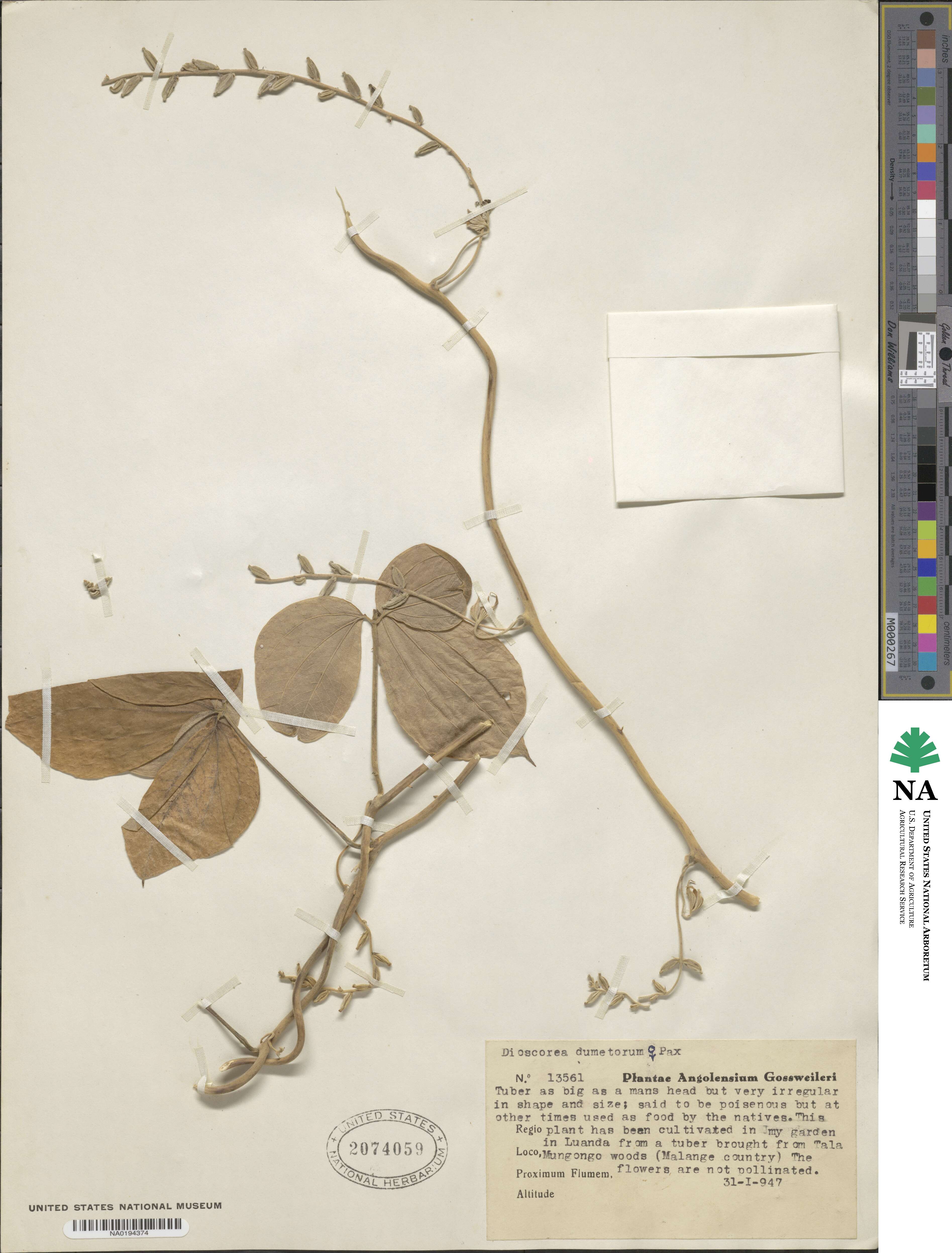 Dioscorea dumetorum image