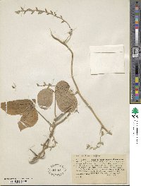 Dioscorea dumetorum image