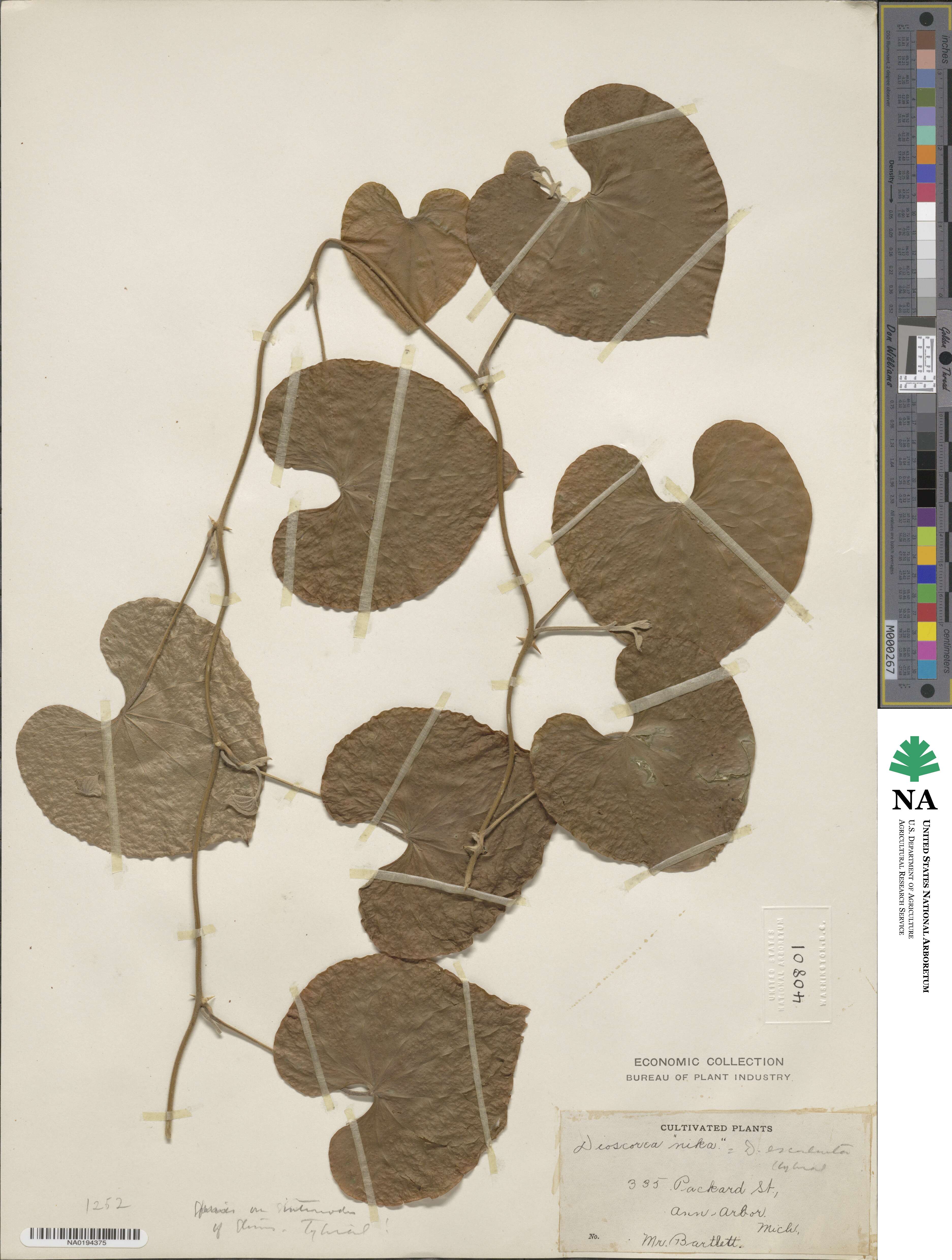 Dioscorea esculenta image