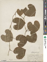 Dioscorea esculenta image