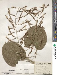 Dioscorea floribunda image