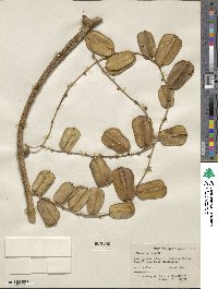 Dioscorea hispida image