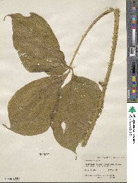 Dioscorea hispida image