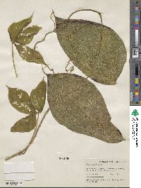 Dioscorea hispida image