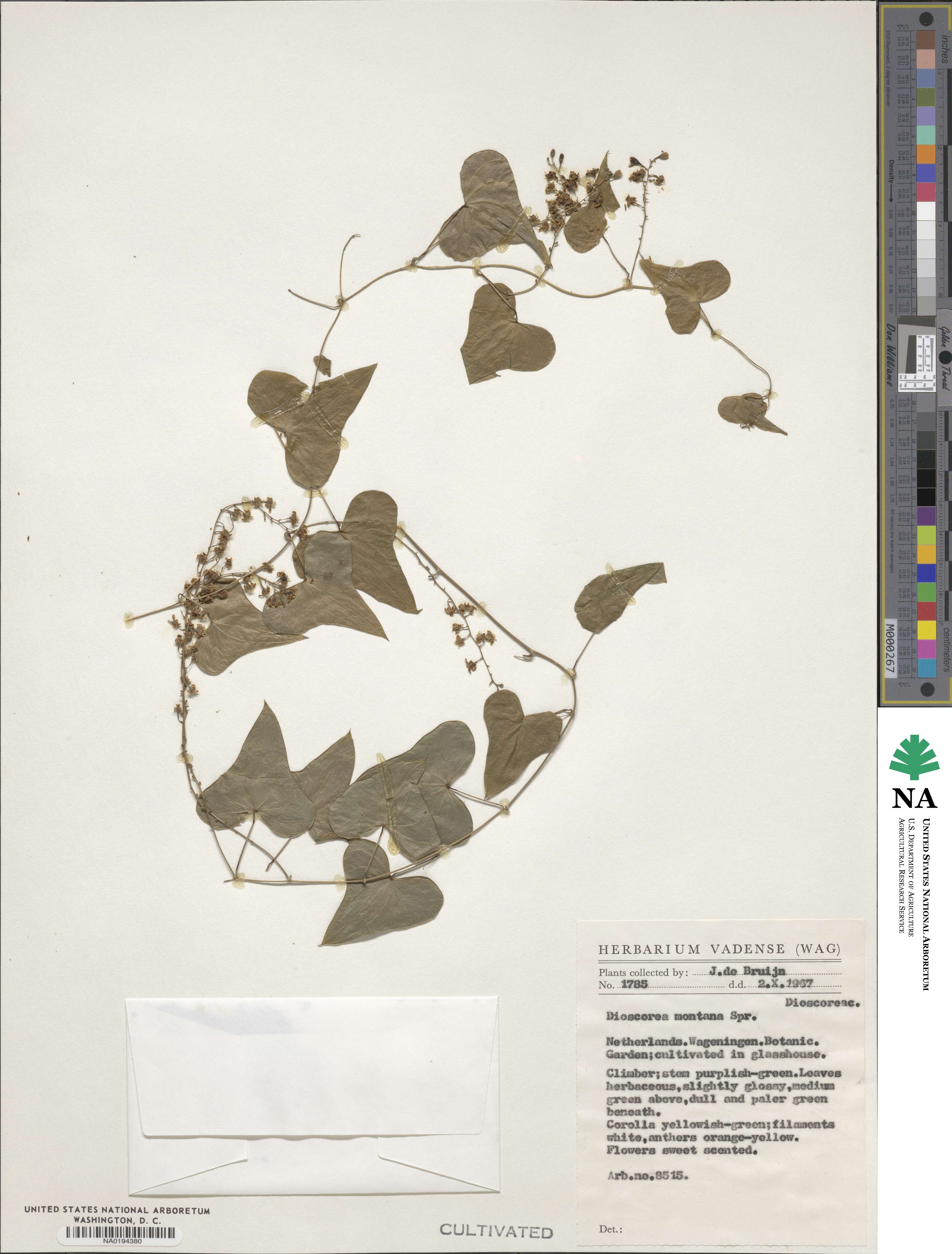 Dioscorea elephantipes image