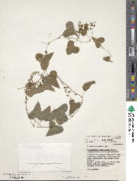 Dioscorea elephantipes image