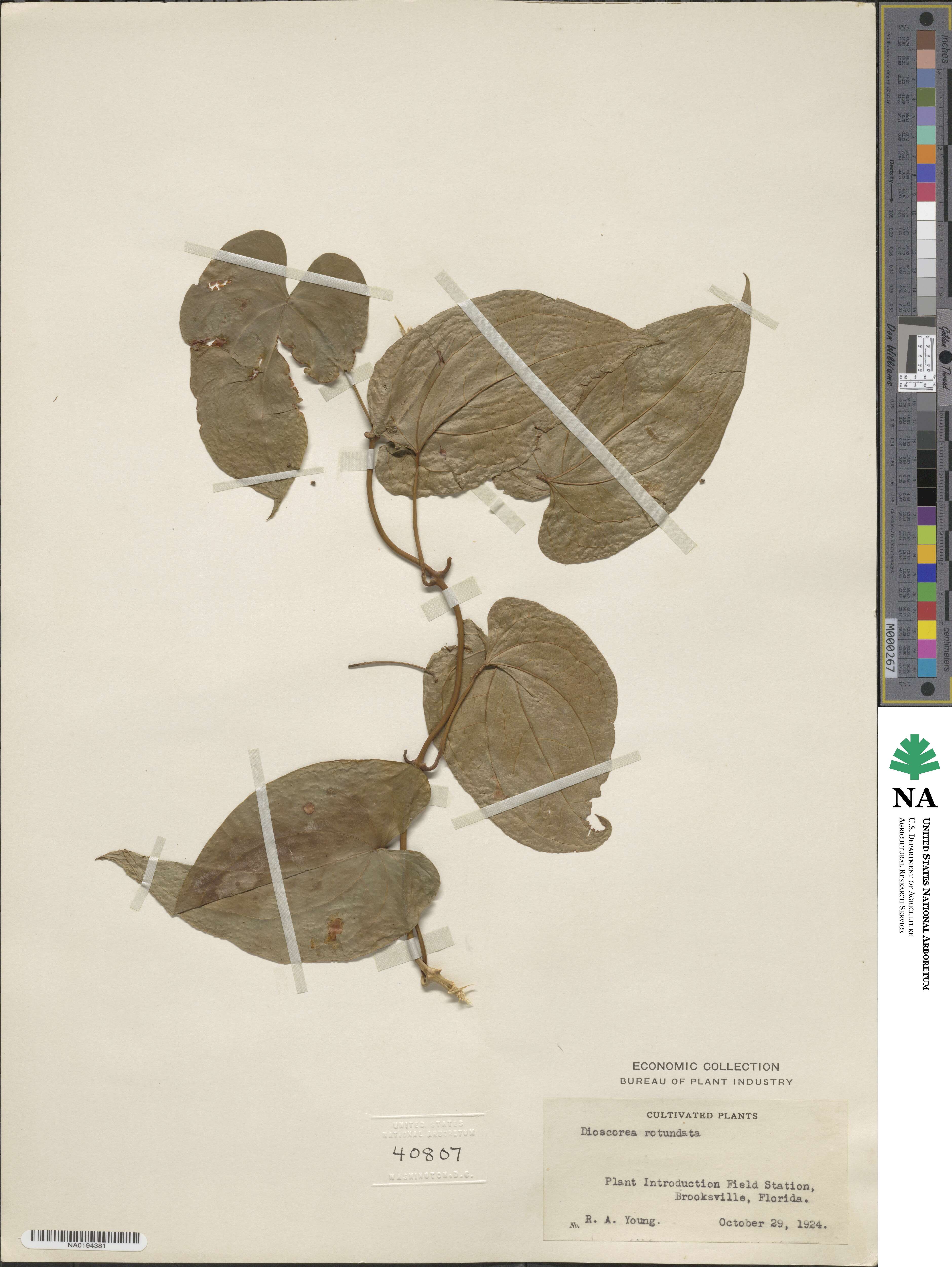 Dioscorea cayenensis subsp. rotundata image