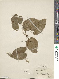 Dioscorea cayenensis subsp. rotundata image