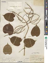 Dioscorea cayenensis subsp. rotundata image