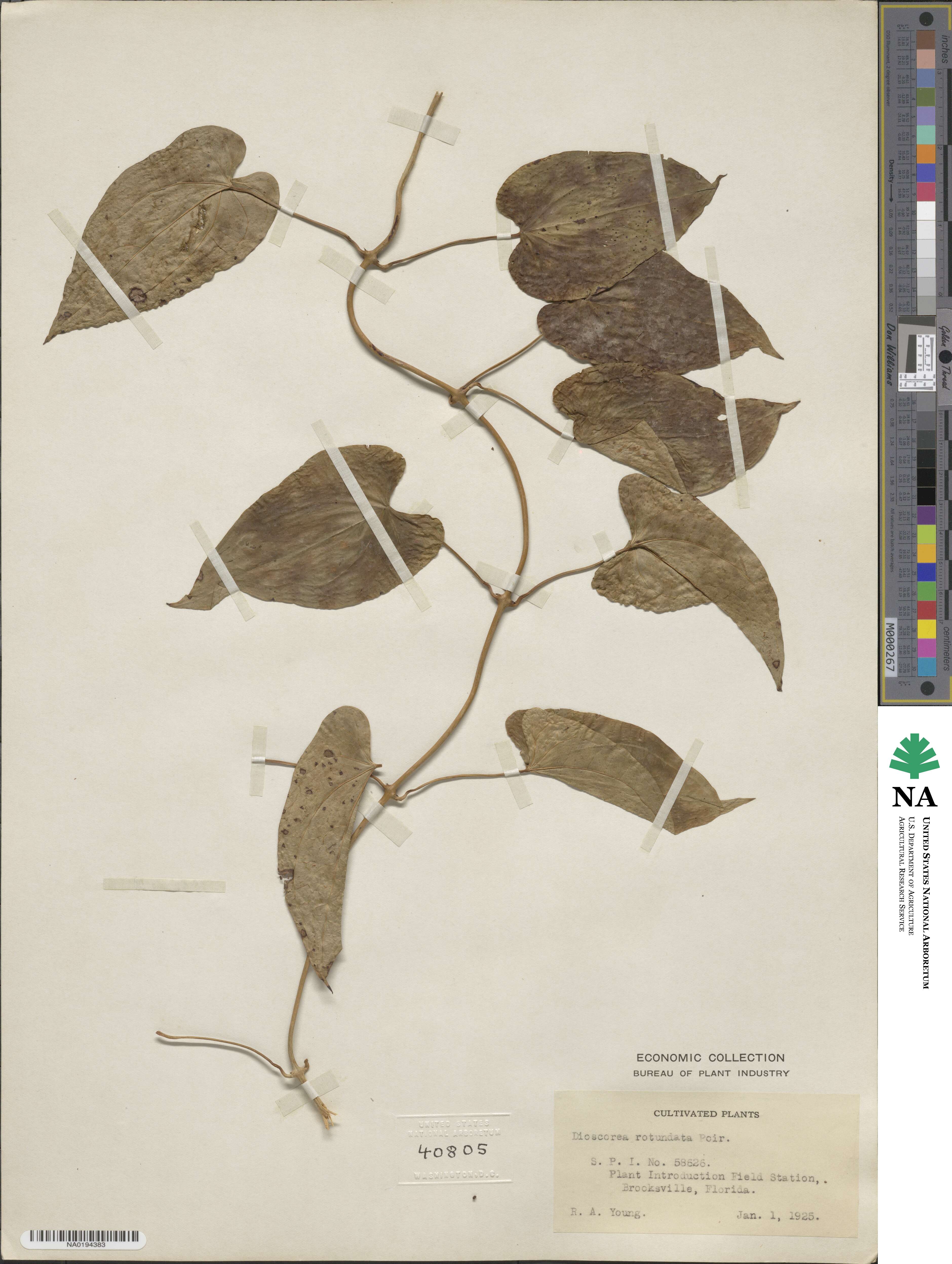 Dioscorea cayenensis image