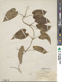 Dioscorea cayenensis subsp. rotundata image