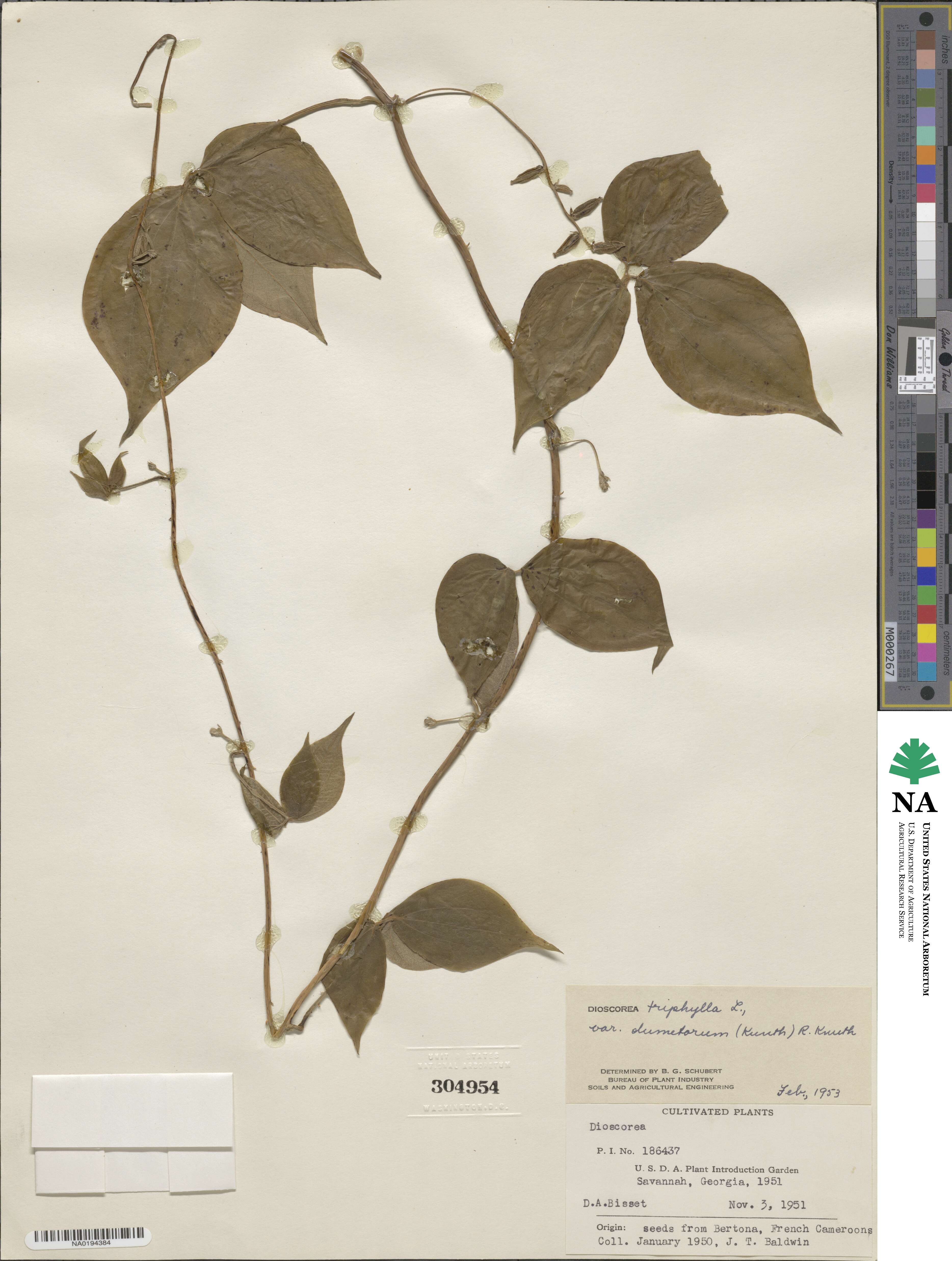 Dioscorea dumetorum image