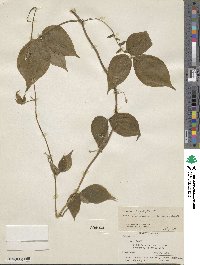 Dioscorea dumetorum image