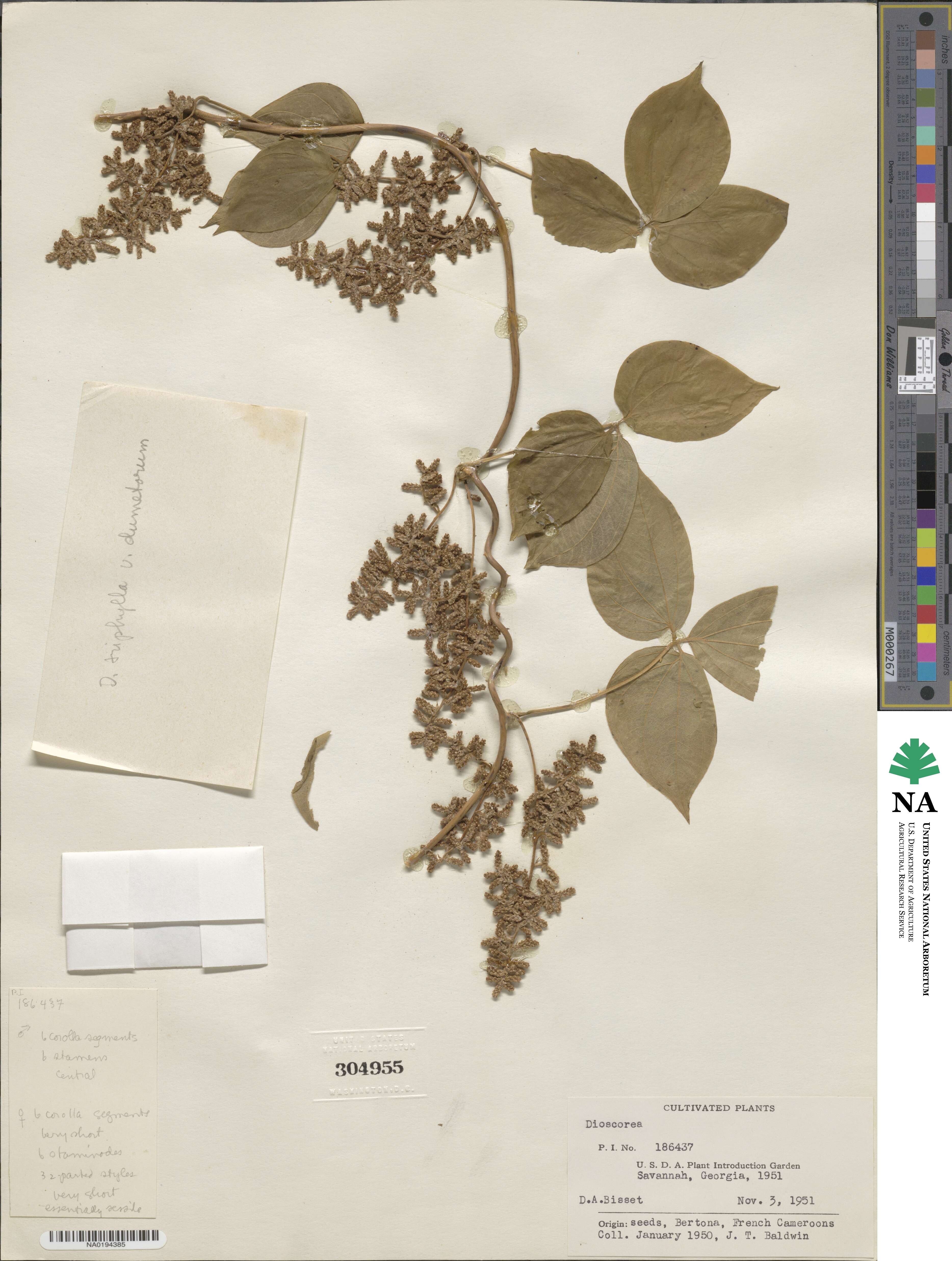 Dioscorea dumetorum image