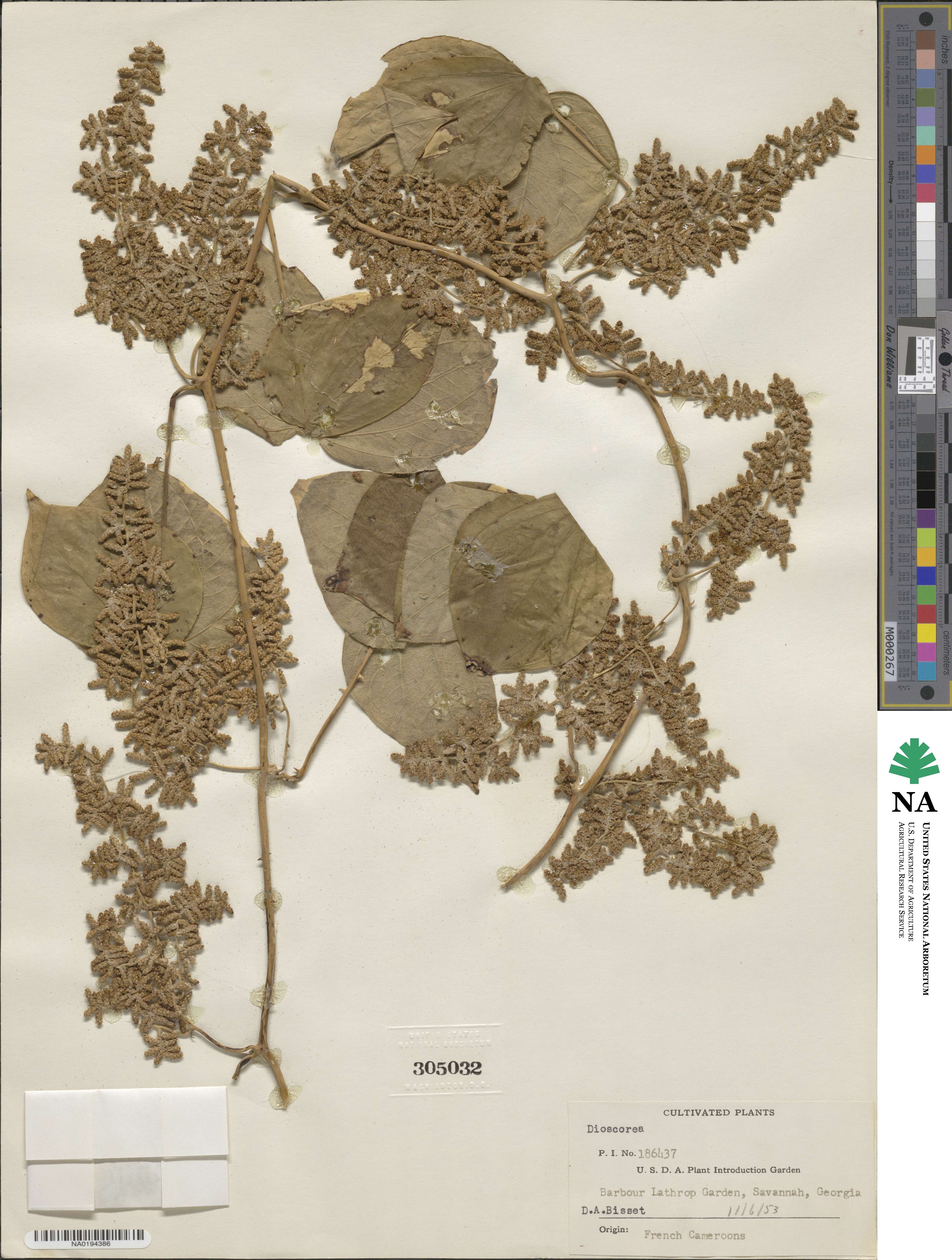 Dioscorea dumetorum image