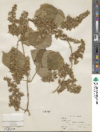 Dioscorea dumetorum image