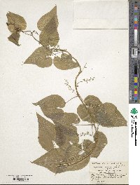 Dioscorea communis image