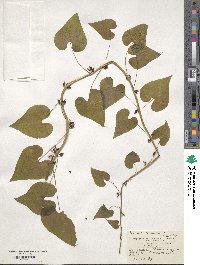 Dioscorea communis image