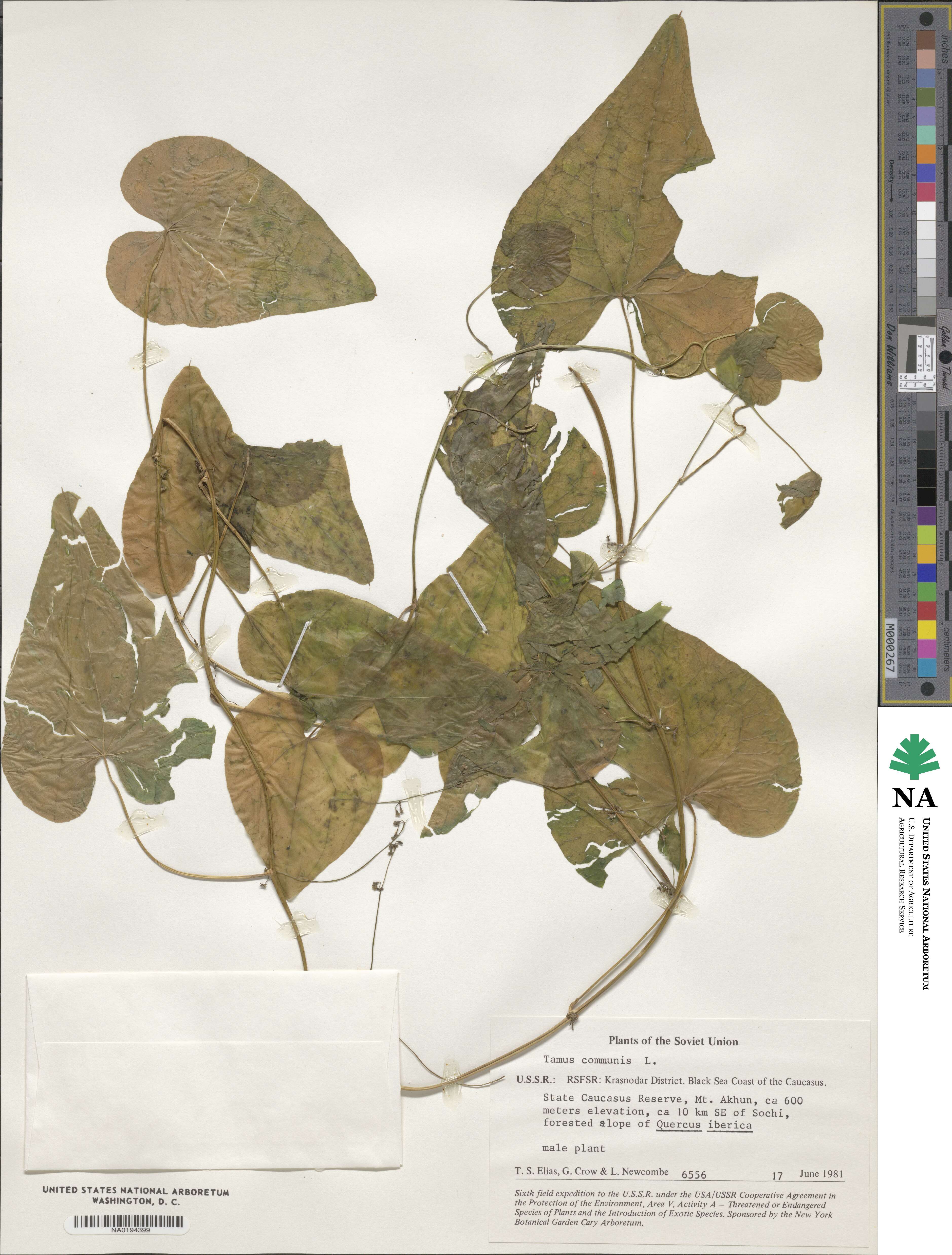 Dioscorea communis image