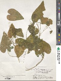 Dioscorea communis image