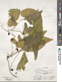 Dioscorea communis image