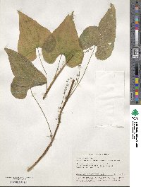 Dioscorea communis image