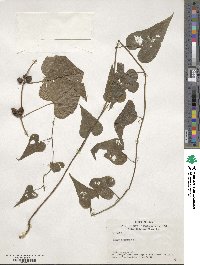 Dioscorea communis image