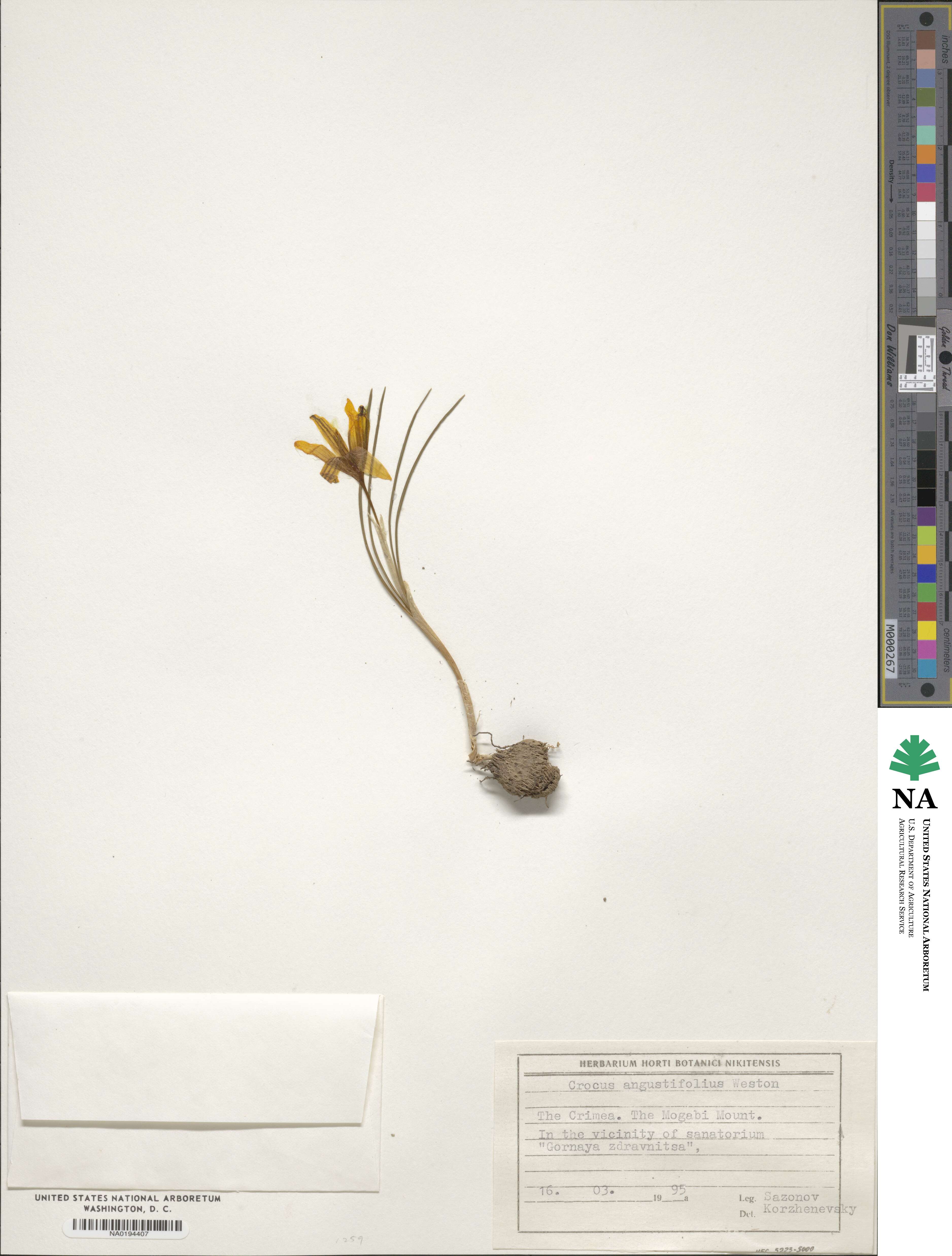 Crocus angustifolius image