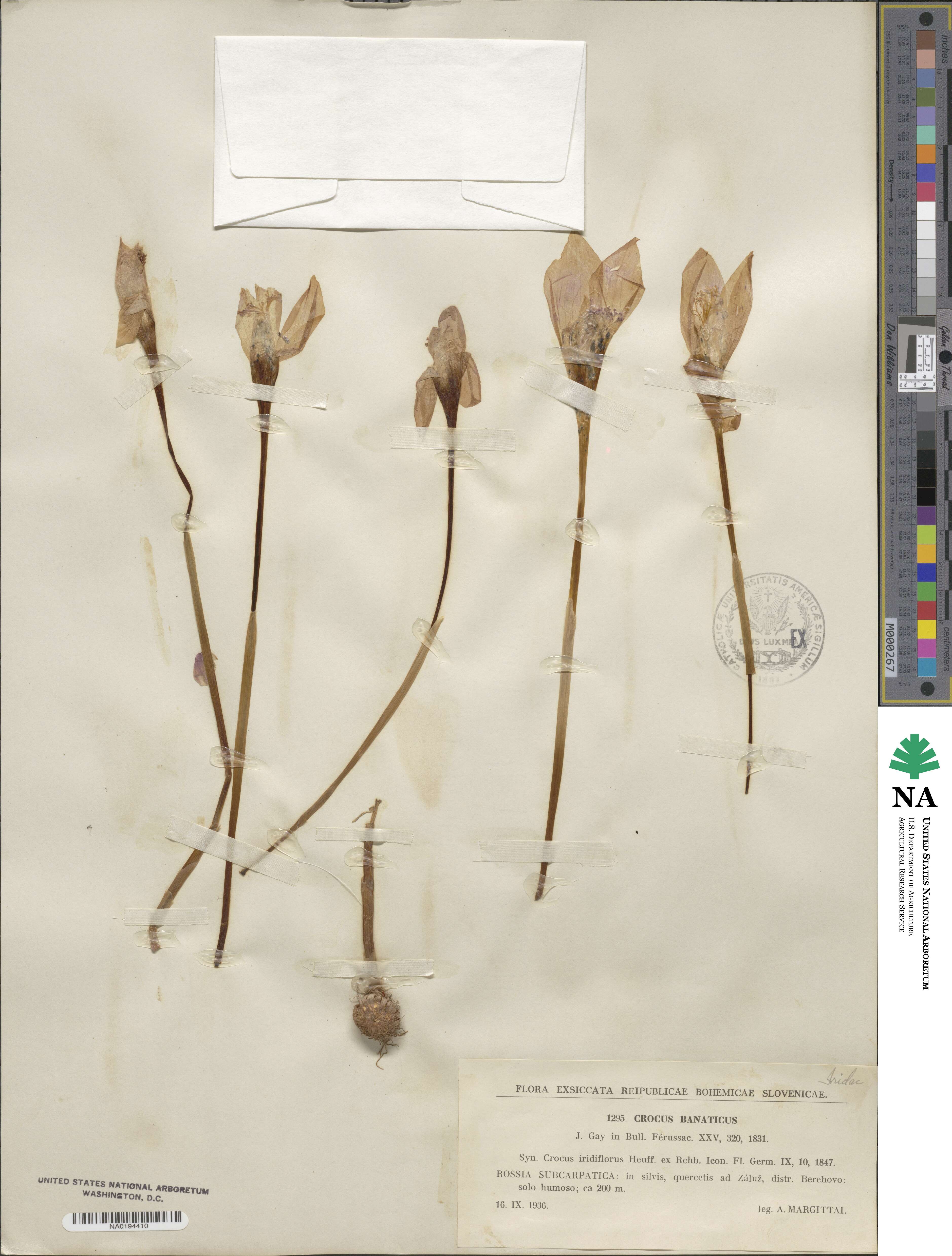 Crocus banaticus image