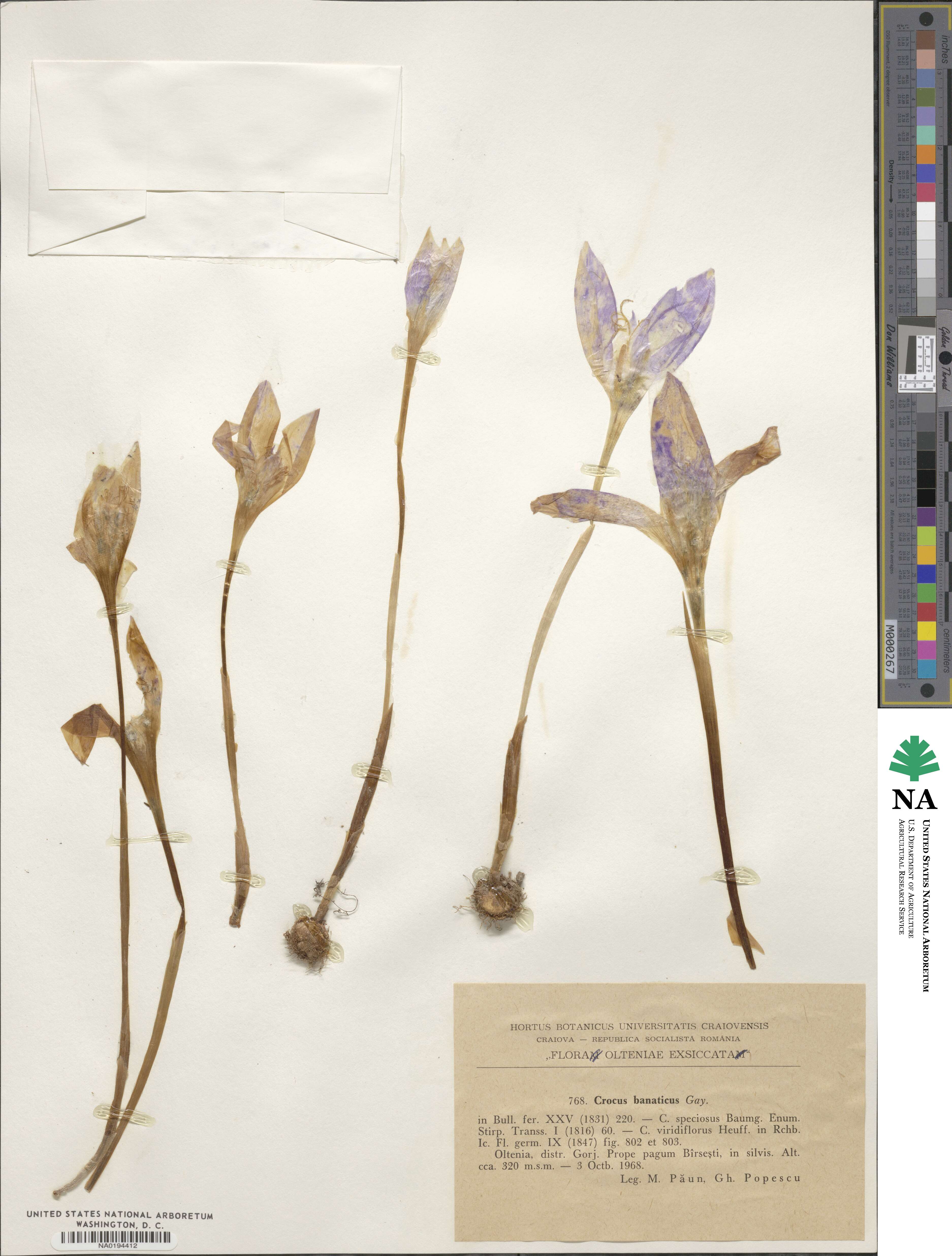 Crocus banaticus image