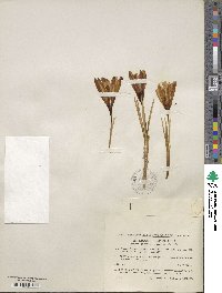 Crocus heuffelianus image