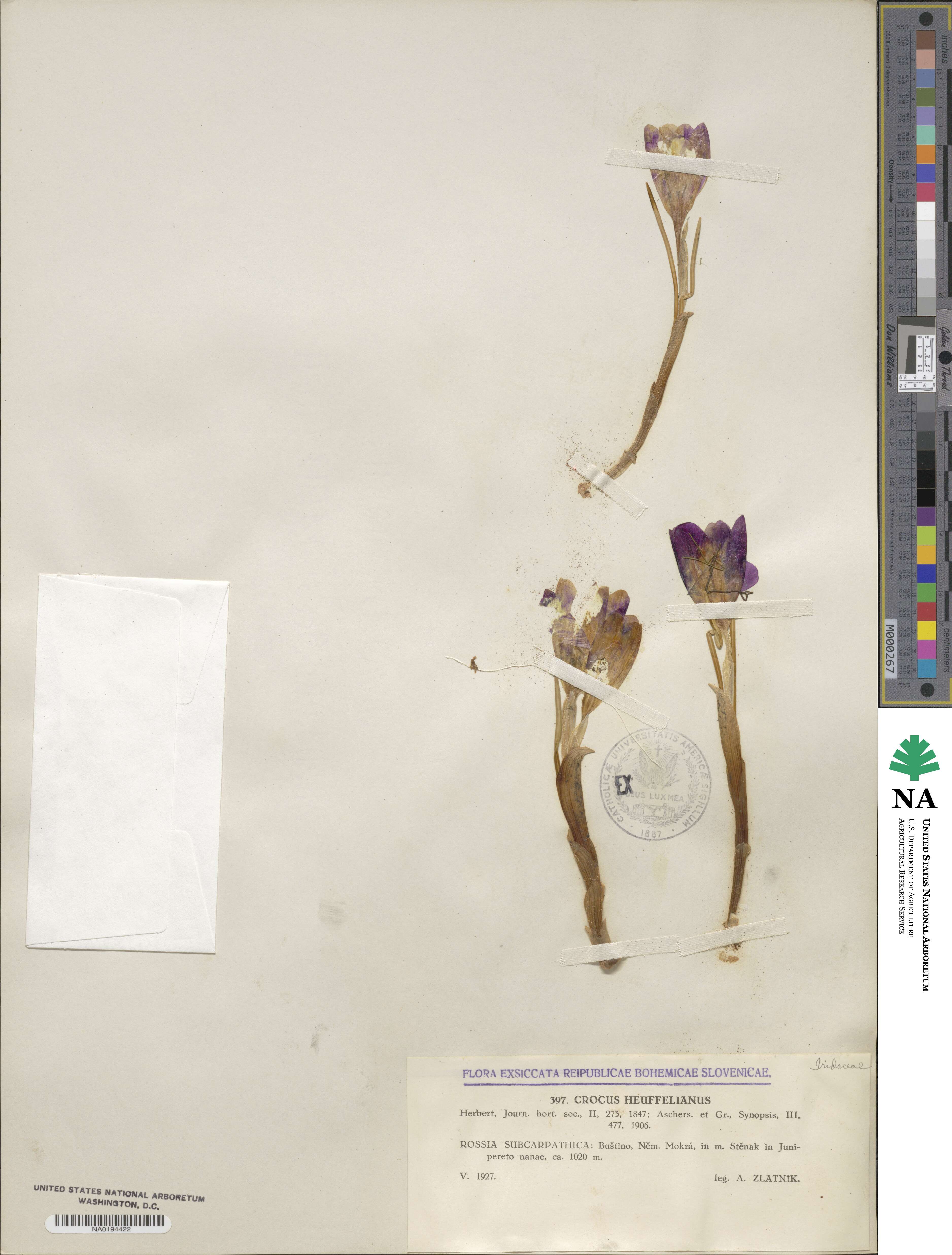 Crocus heuffelianus image