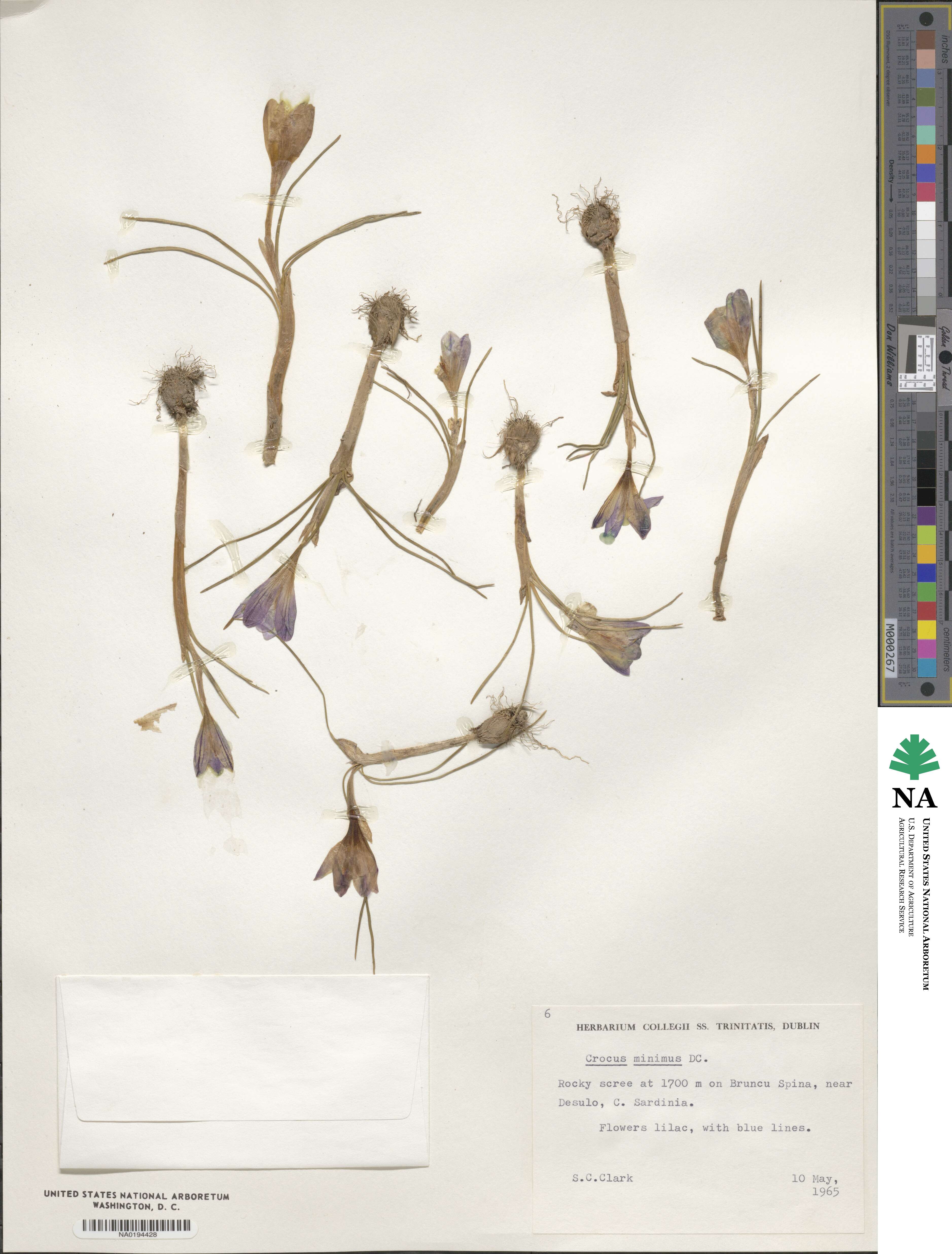 Crocus minimus image