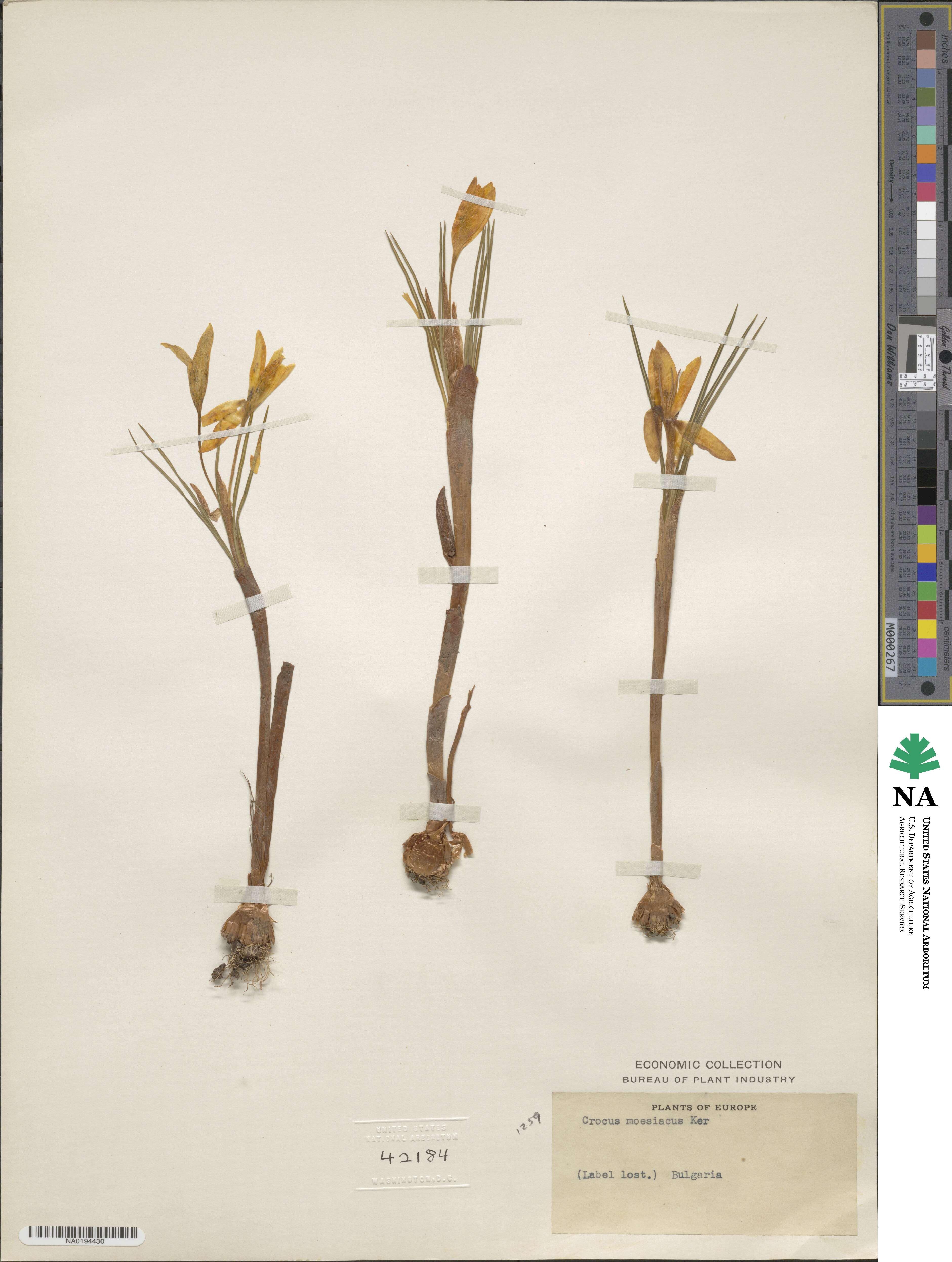 Crocus flavus subsp. flavus image