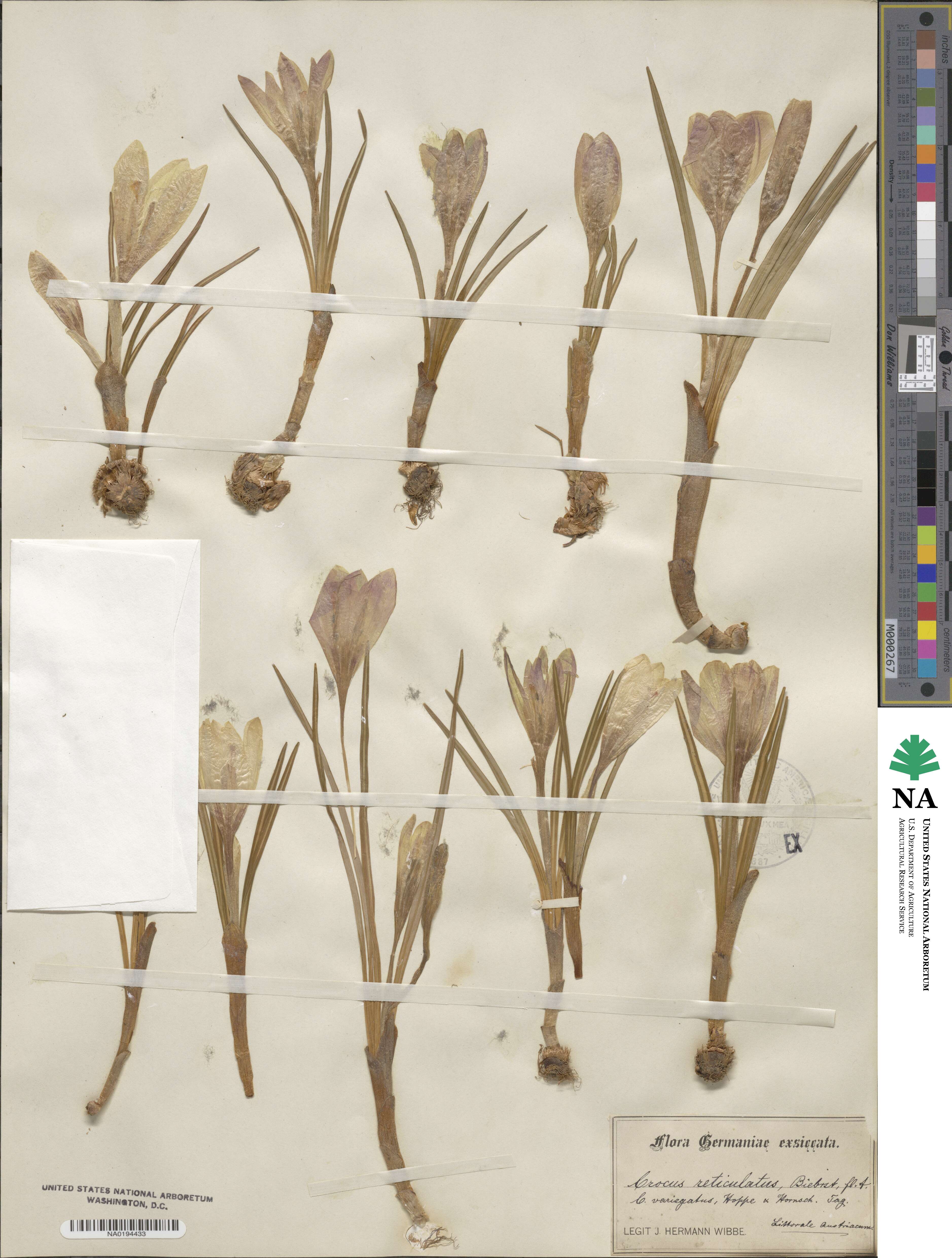 Crocus reticulatus image