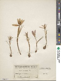 Crocus veluchensis image