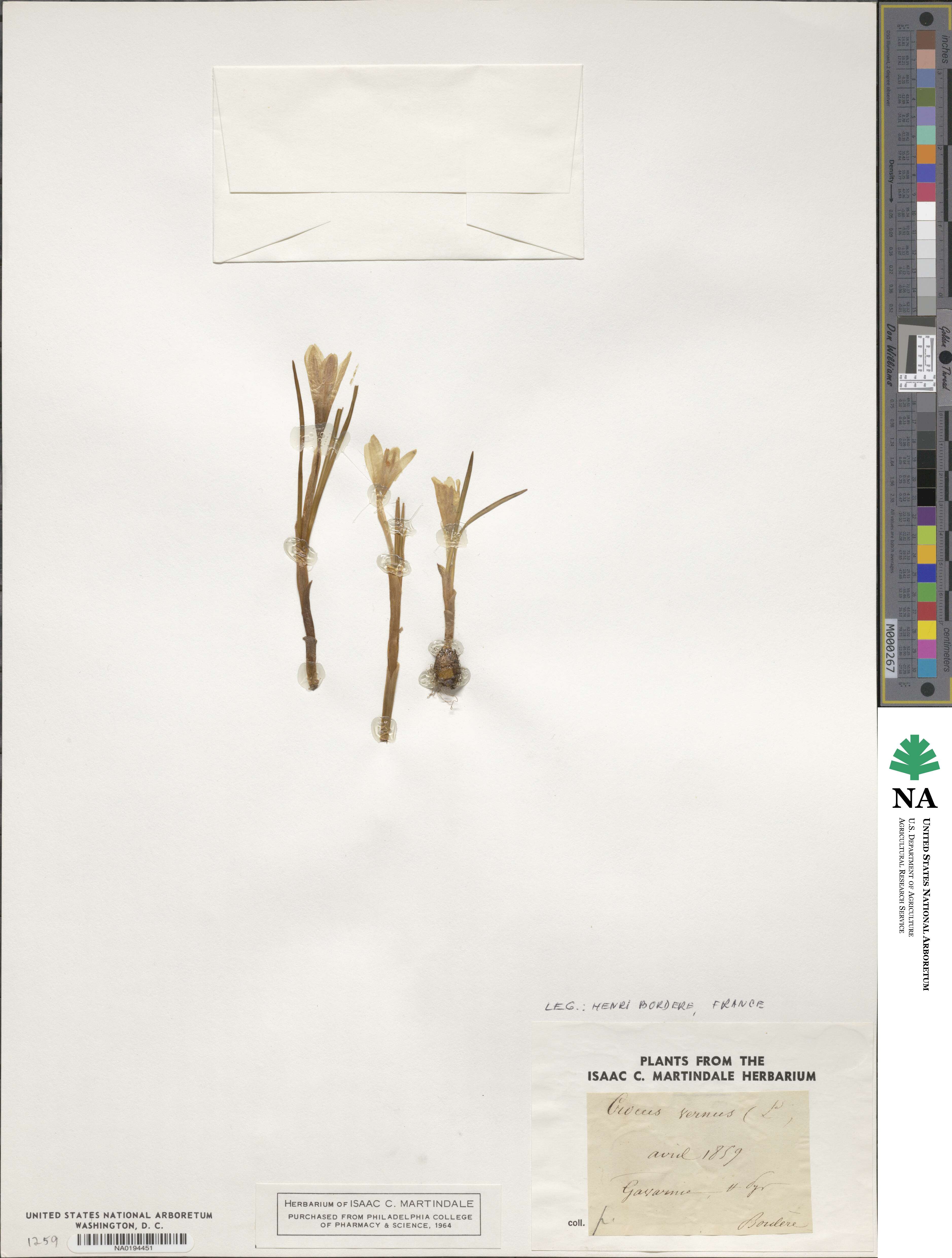 Crocus vernus image