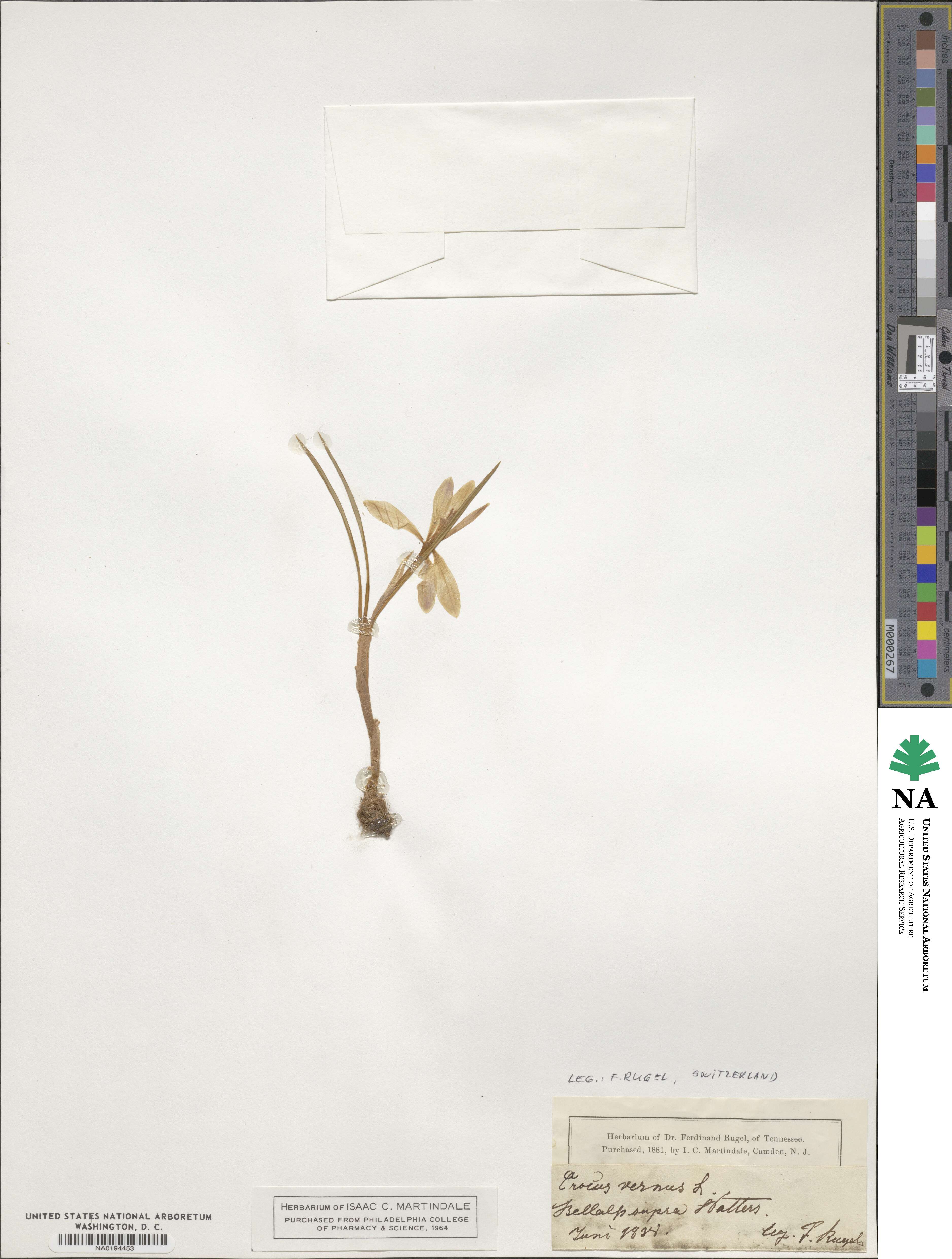 Crocus vernus image