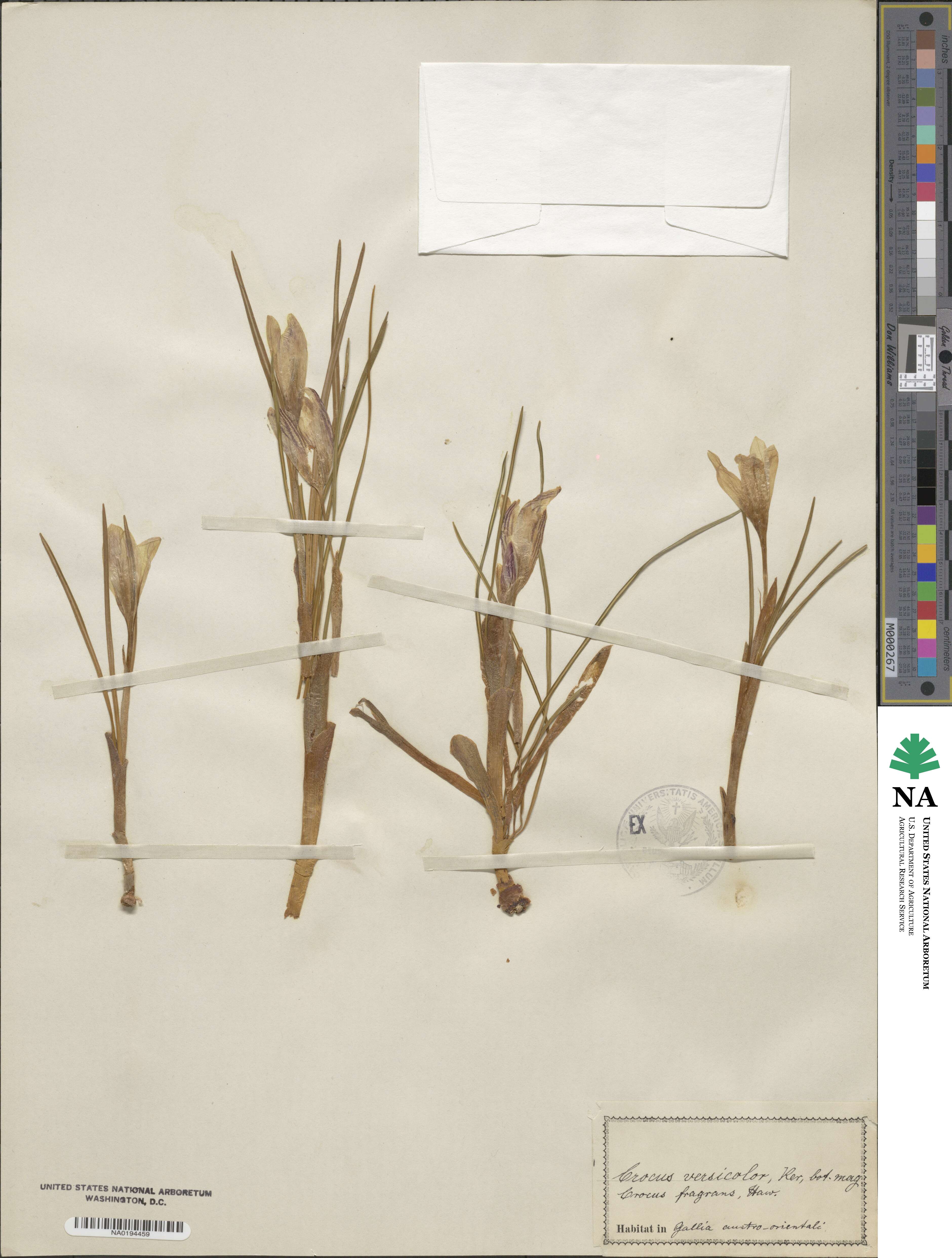 Crocus image
