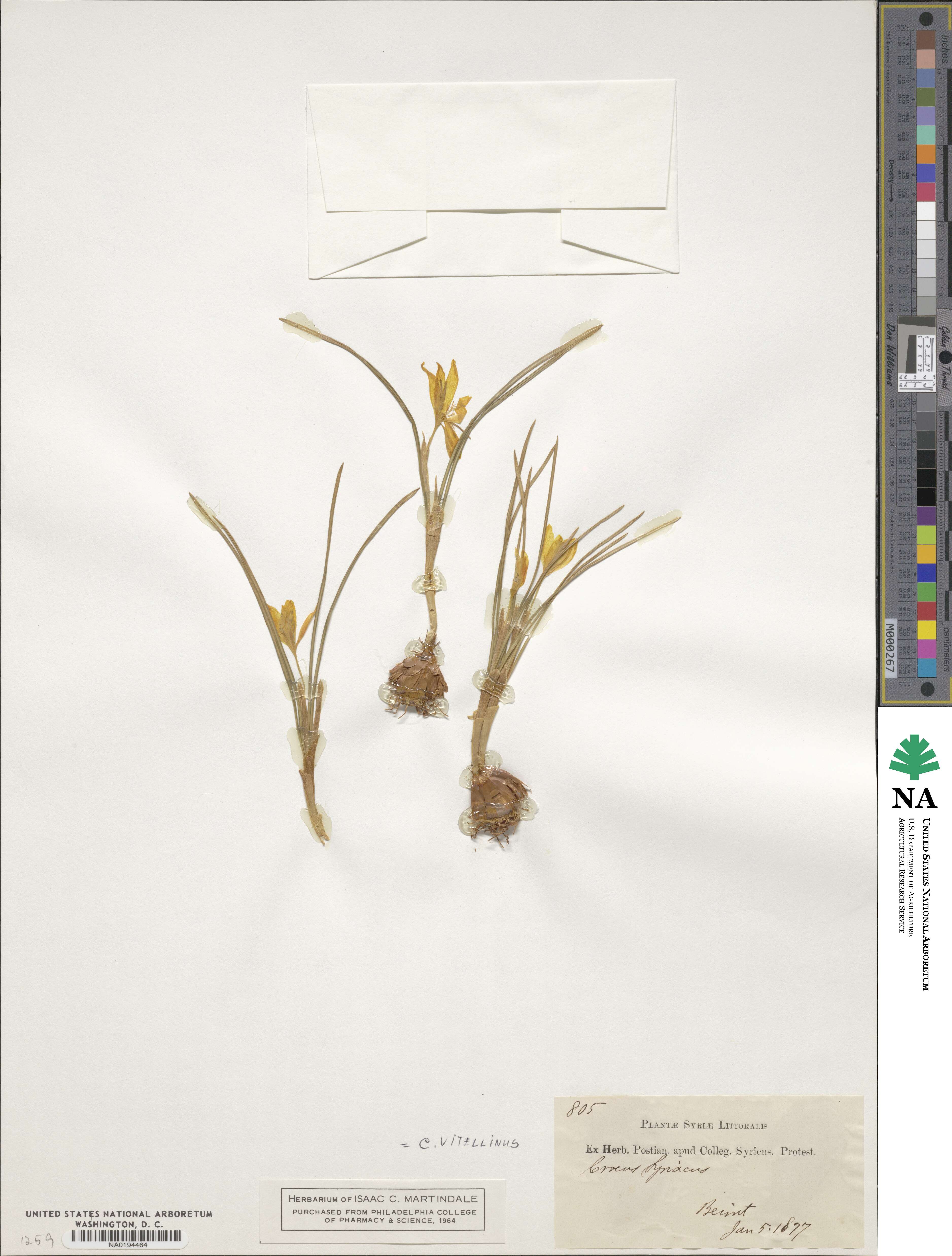 Crocus vitellinus image