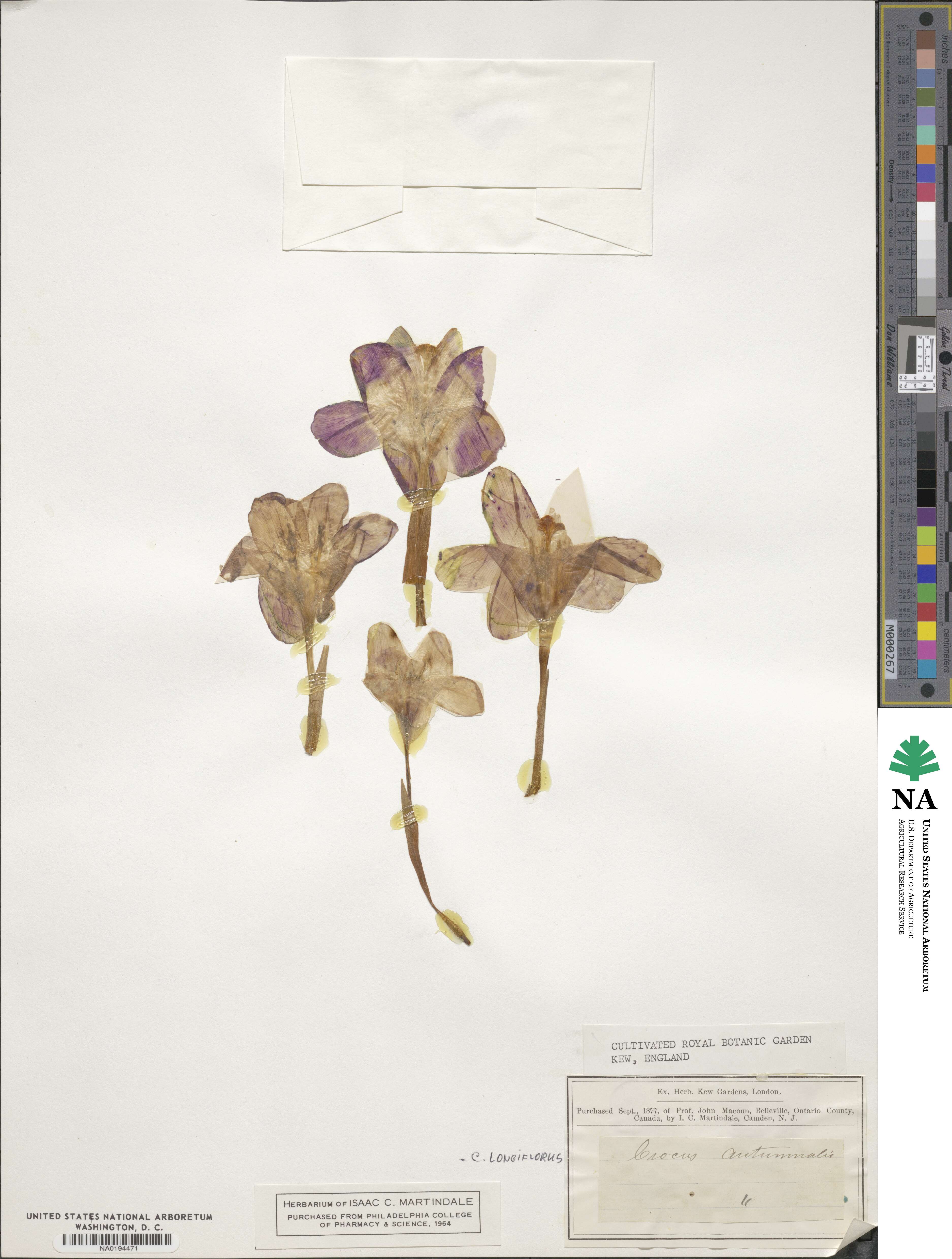 Crocus autumnalis image